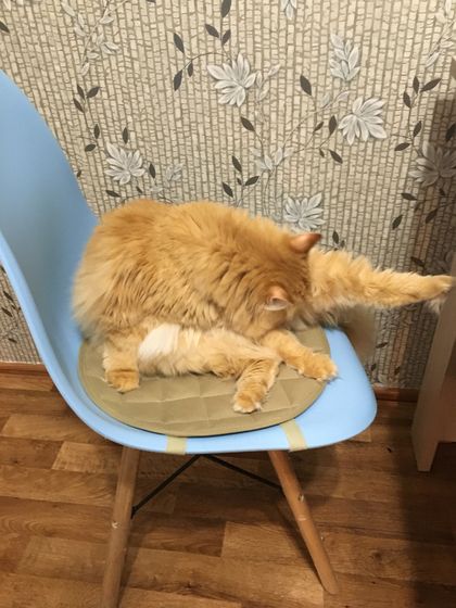 Рецептик ?