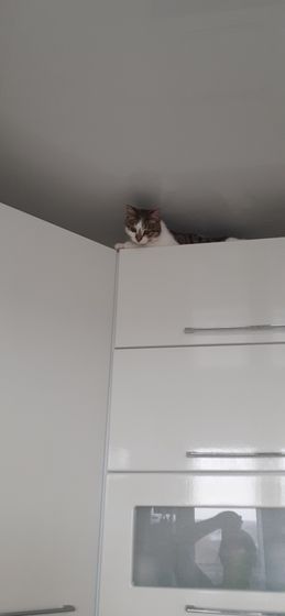 Удивляюсь новой кошке Ни