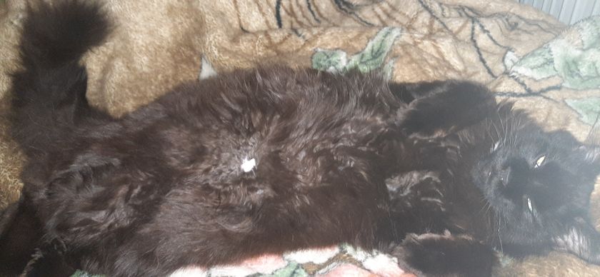 Девочки, у кота на