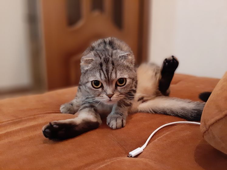 Какие отношения у ваших мужей, детей с кошками??