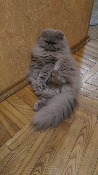 А говорили будет ласковая
