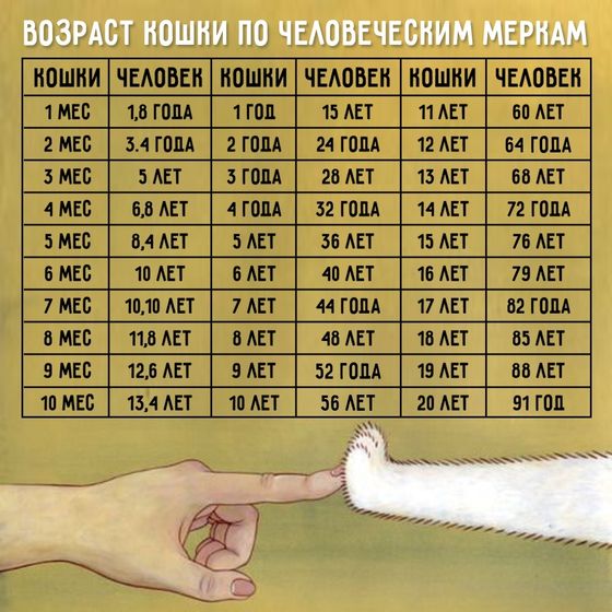 О возрасте кошек