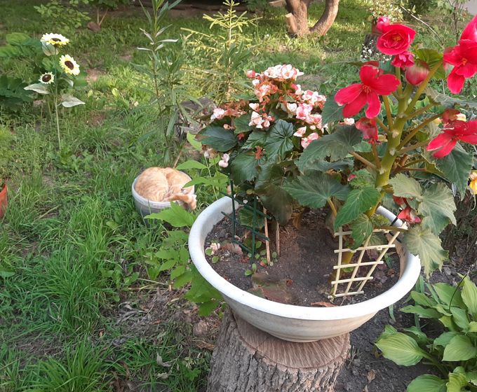 Доброе понедельничное