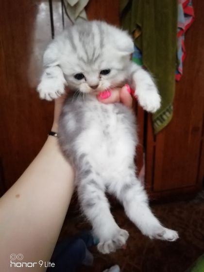 Шотландские вислоухие, привезём в