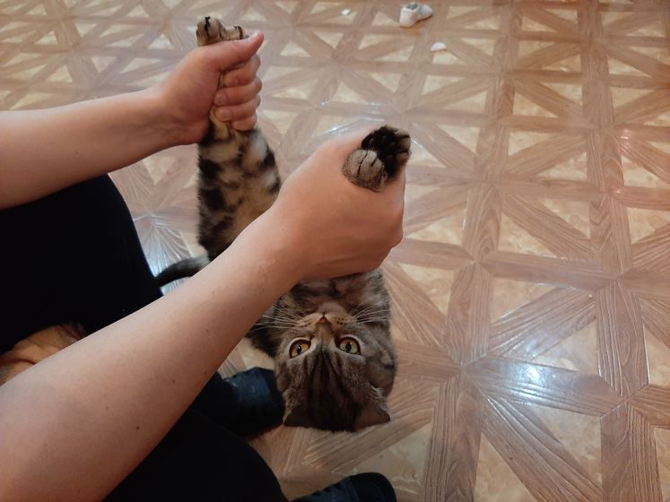 Какие отношения у ваших мужей, детей с кошками??