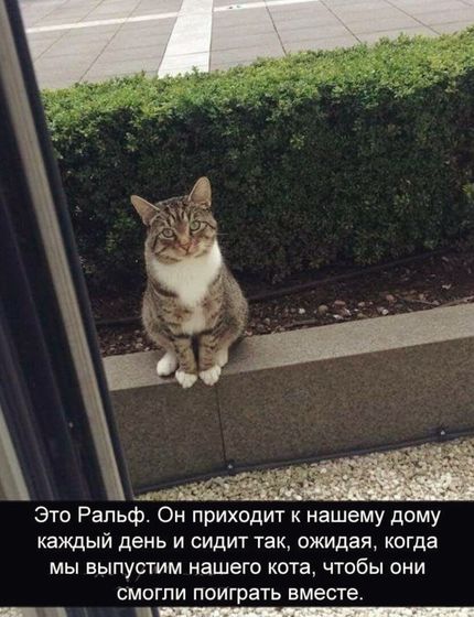 Без кота и жизнь не та))