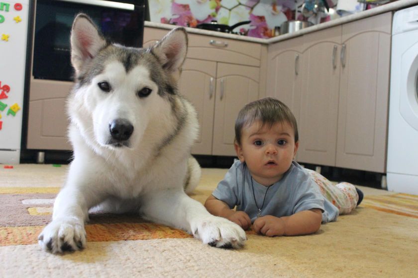 Мои мохнатые детки🐕🐕🐕🐕🐕
