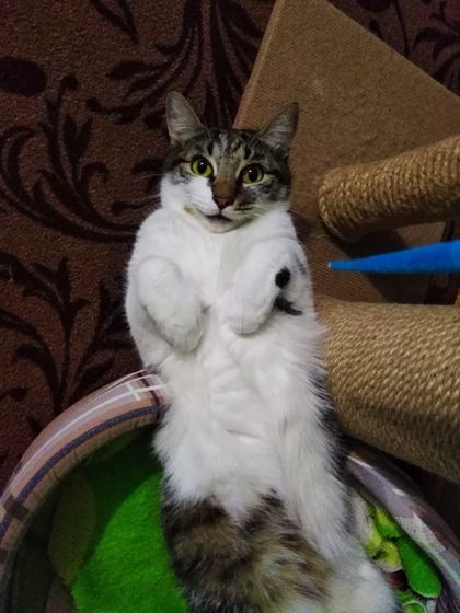 Зайчик 🐈 Вот так