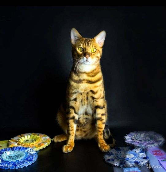 Мясо едят у вас кошки?