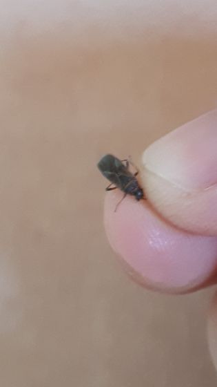 Вот такие жуки лезут