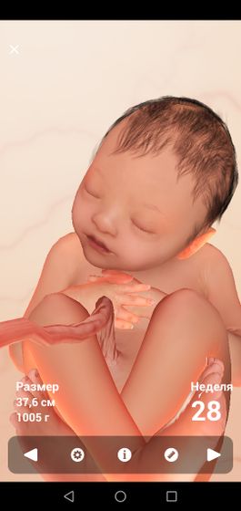 28 weeks ? Растёт