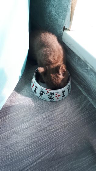 Как долго ваши котята