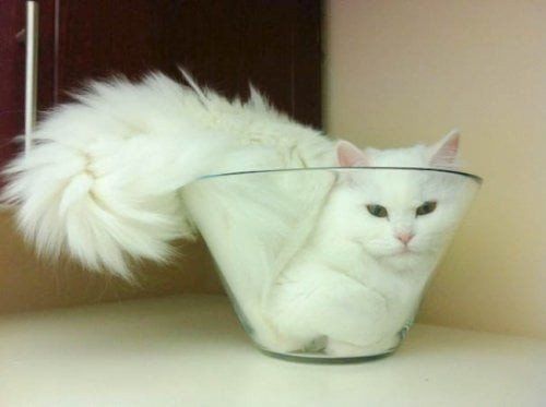 Компактные коты!))))