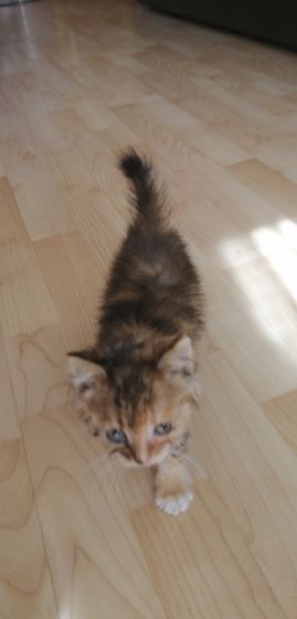 Котенок и лоток...