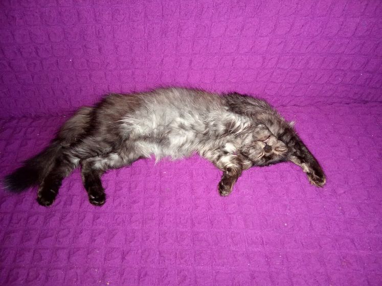 Котенок с улицы Вот