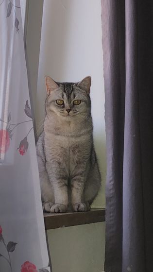 Кто знает БРИТАНЦЕВ??