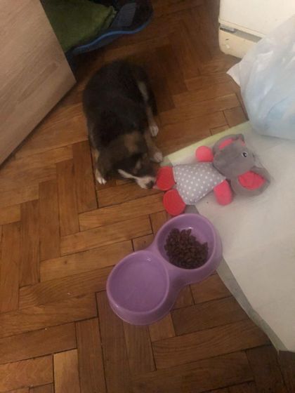 эксперт в породе