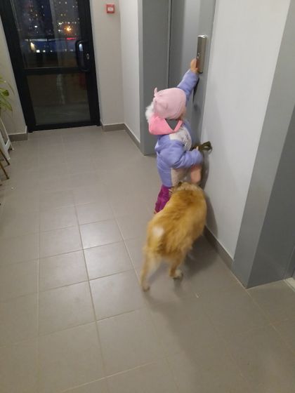 Таки завели собаку!