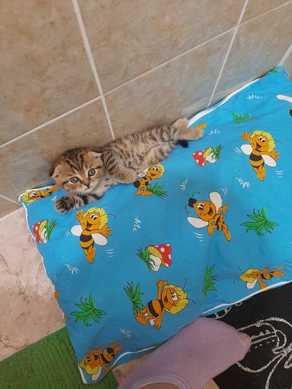 Шотландские вислоухие