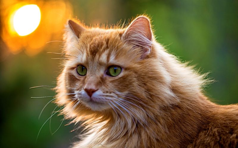 Цвет кошки и его значение