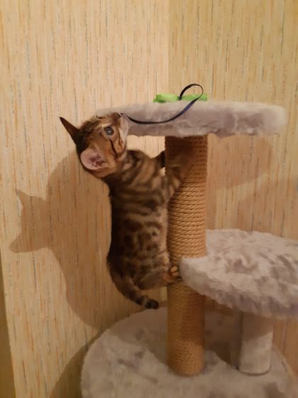 Бенгальский котенок