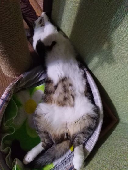 Коты - это жидкость,