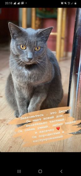 Порода котов.