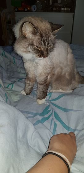 Заболел мой любимый кот