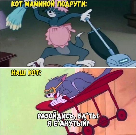 Кот В марте