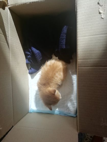Кличка для кота
