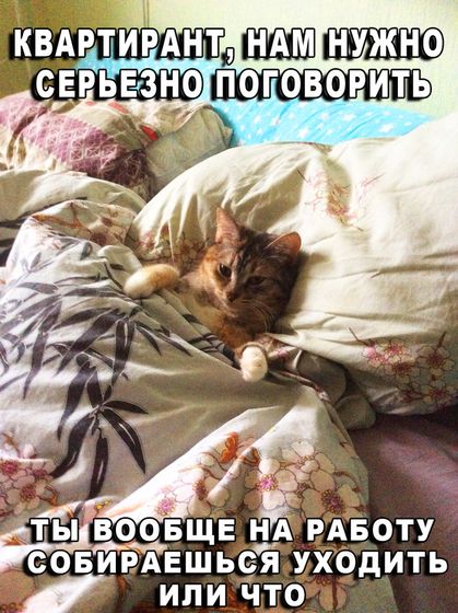 Не много юмора про кошек