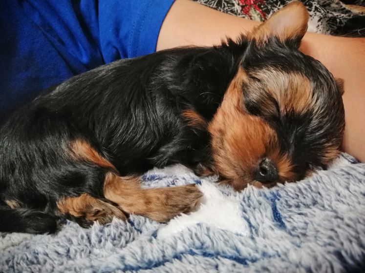 У нас пополнение.🐕