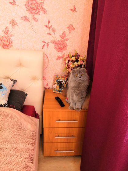 Вчера подстригли кота