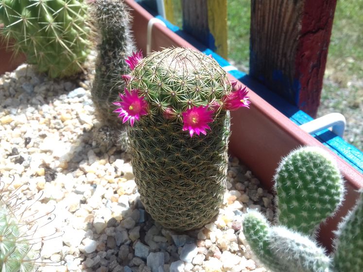 Mammillaria matudae