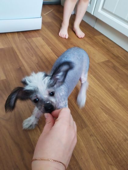 Собакен ?имя?
