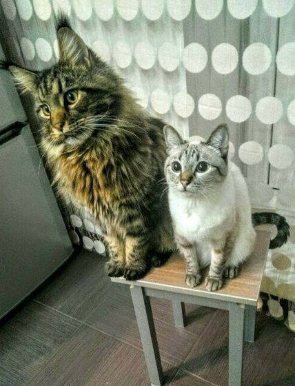 Они реально такие большие?