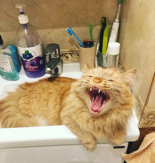 Немного моего любимого котика в ленту