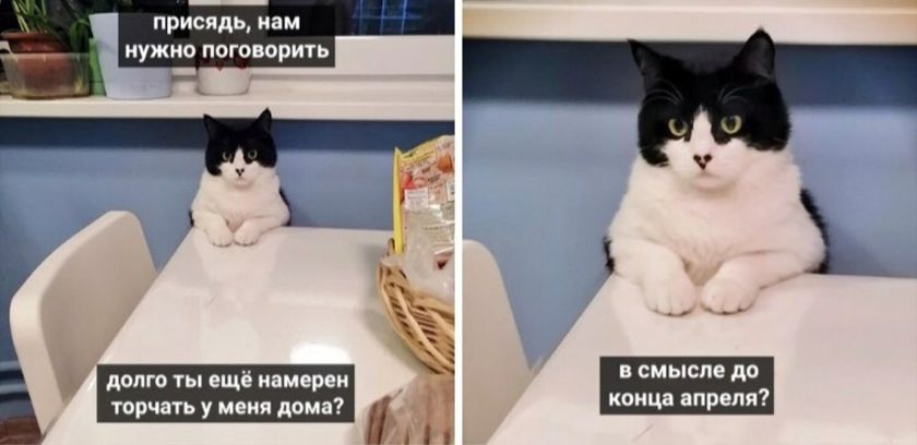 Не много юмора про кошек