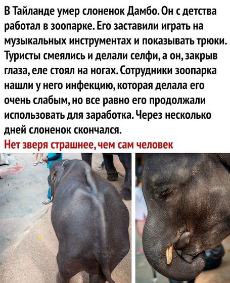 Название видео "Цирк: когда