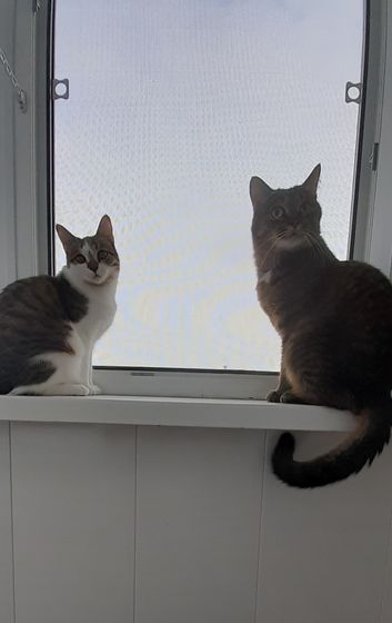 Удивляюсь новой кошке Ни