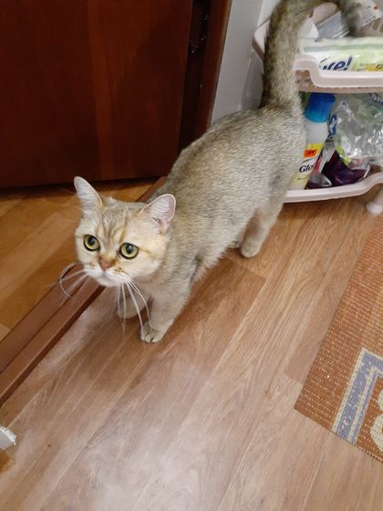 британский котенок с авито)))