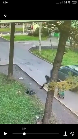Пожалуйста, не давайте ходить