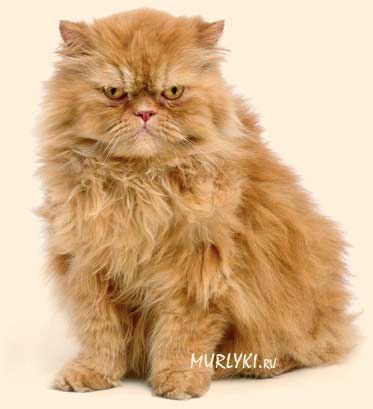 Персидские коты❤️