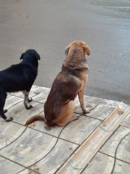 Девочки, что за штуки