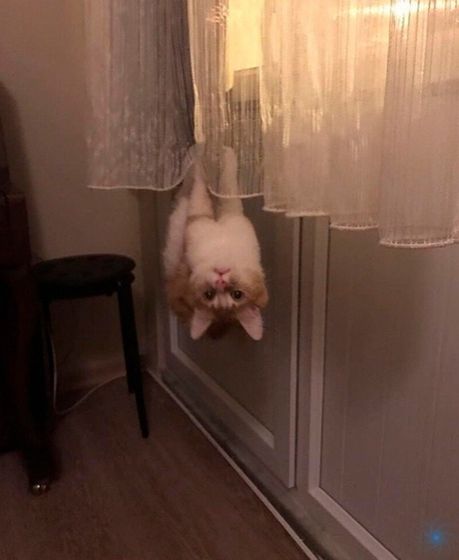 Без кота и жизнь не та))