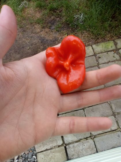 Вот такой интересный сорт
