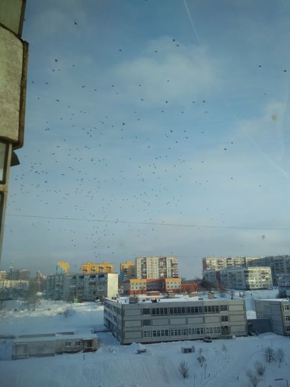 Птичий налет.