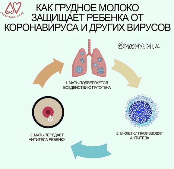Как ГВ защищает детей от коронавируса и других вирусов