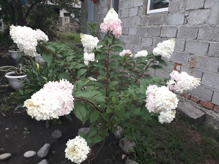 Красота в Ленту)