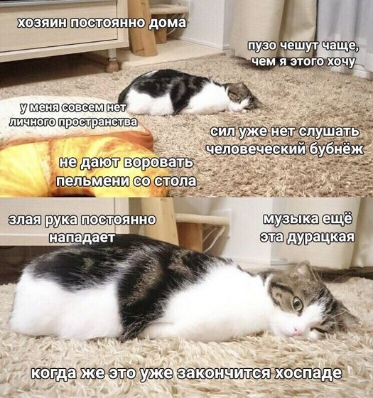 Не много юмора про кошек